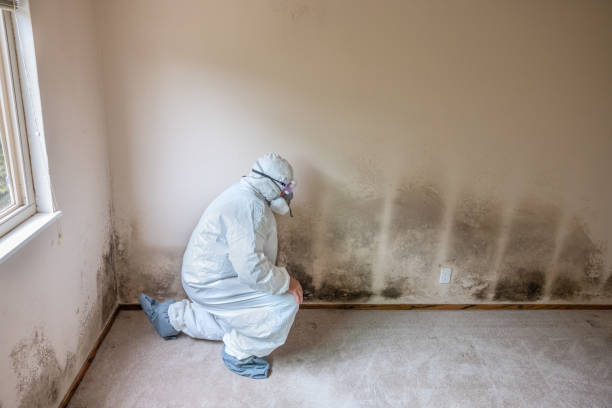 Best Industrial Mold Remediation  in Spencer, WV